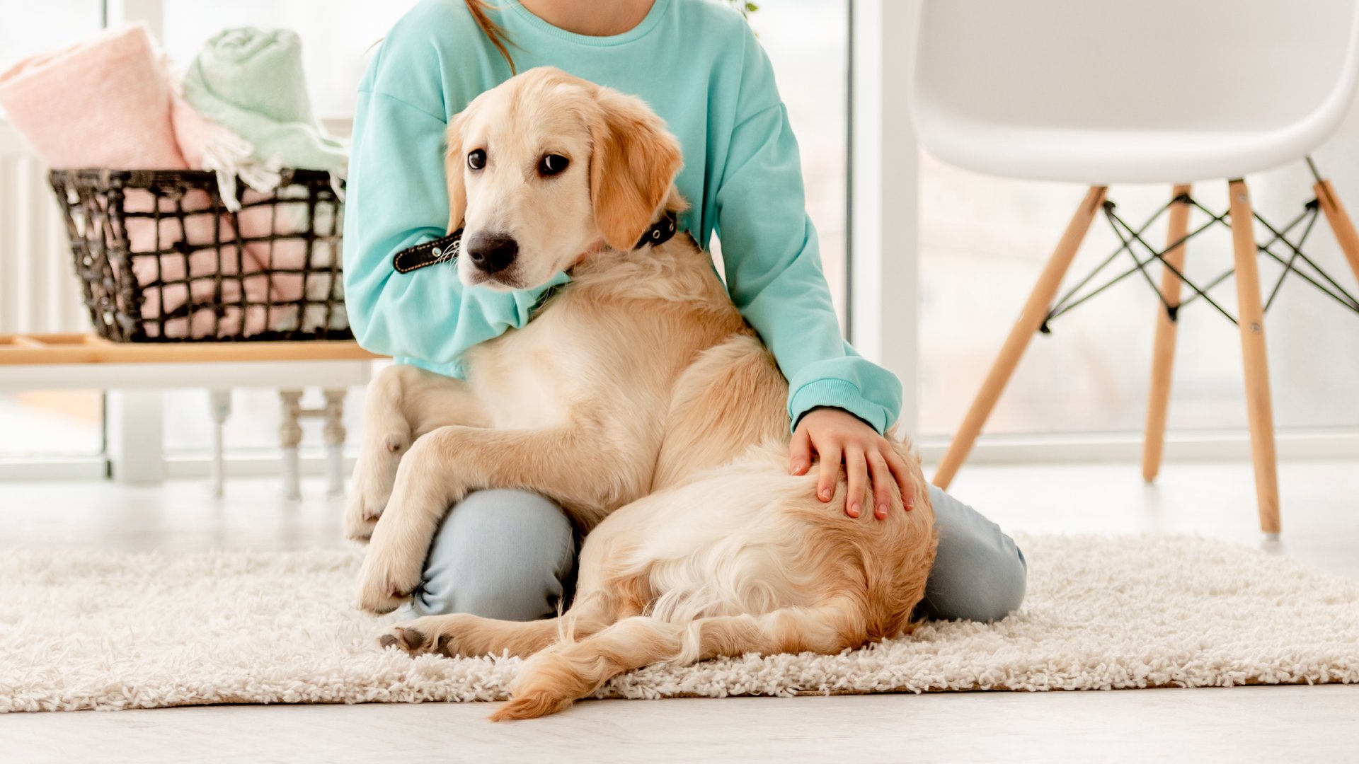 Payment Options For Veterinary Care Marysville Veterinary Clinic