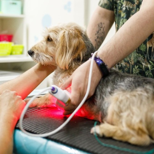 Pet Laser Therapy Service Image