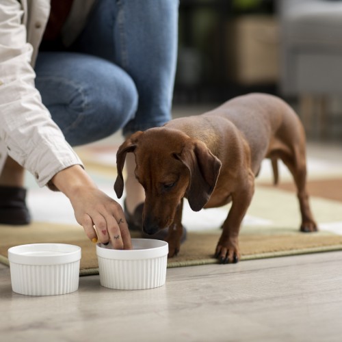 Pet Nutritional Counseling Service Image
