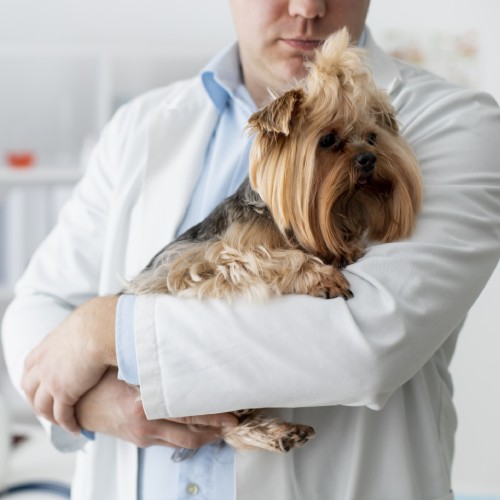 Pet Pain Management Service Image