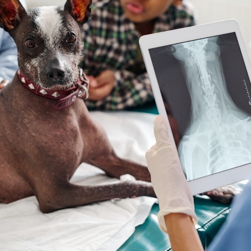 Pet Radiology Service Image