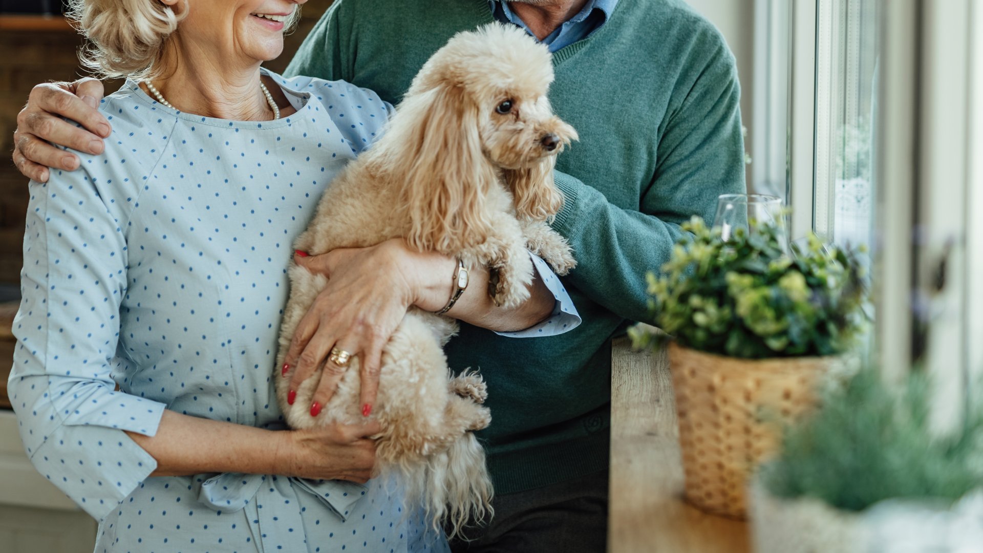 Senior Pet Care In St. Clair County, MI 48040 Marysville Veterinary Clinic